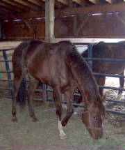 gingerqndbaby029.jpg