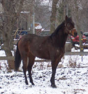 horse039.jpg