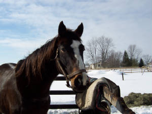 horsess003.jpg