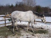 horsess012.jpg