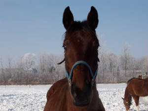 horsess025.jpg