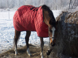 horsess026.jpg