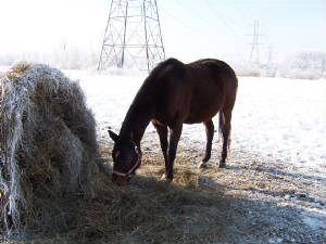 horsess029.jpg