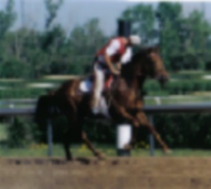 1royalgallop3.jpg