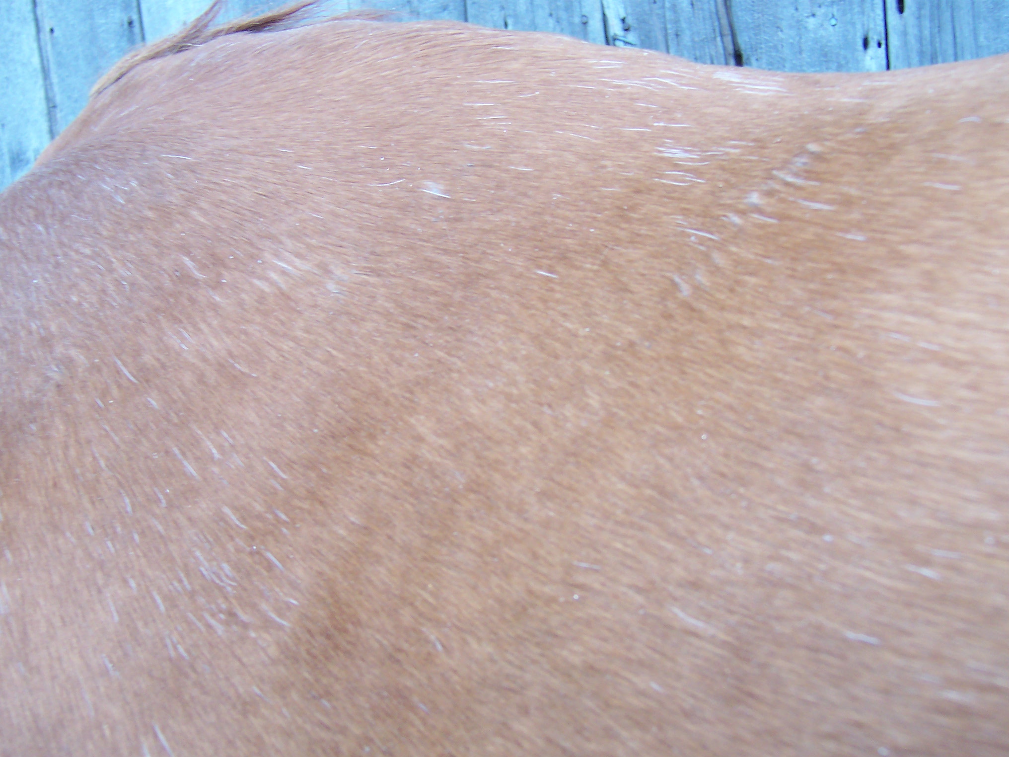 horse044.jpg