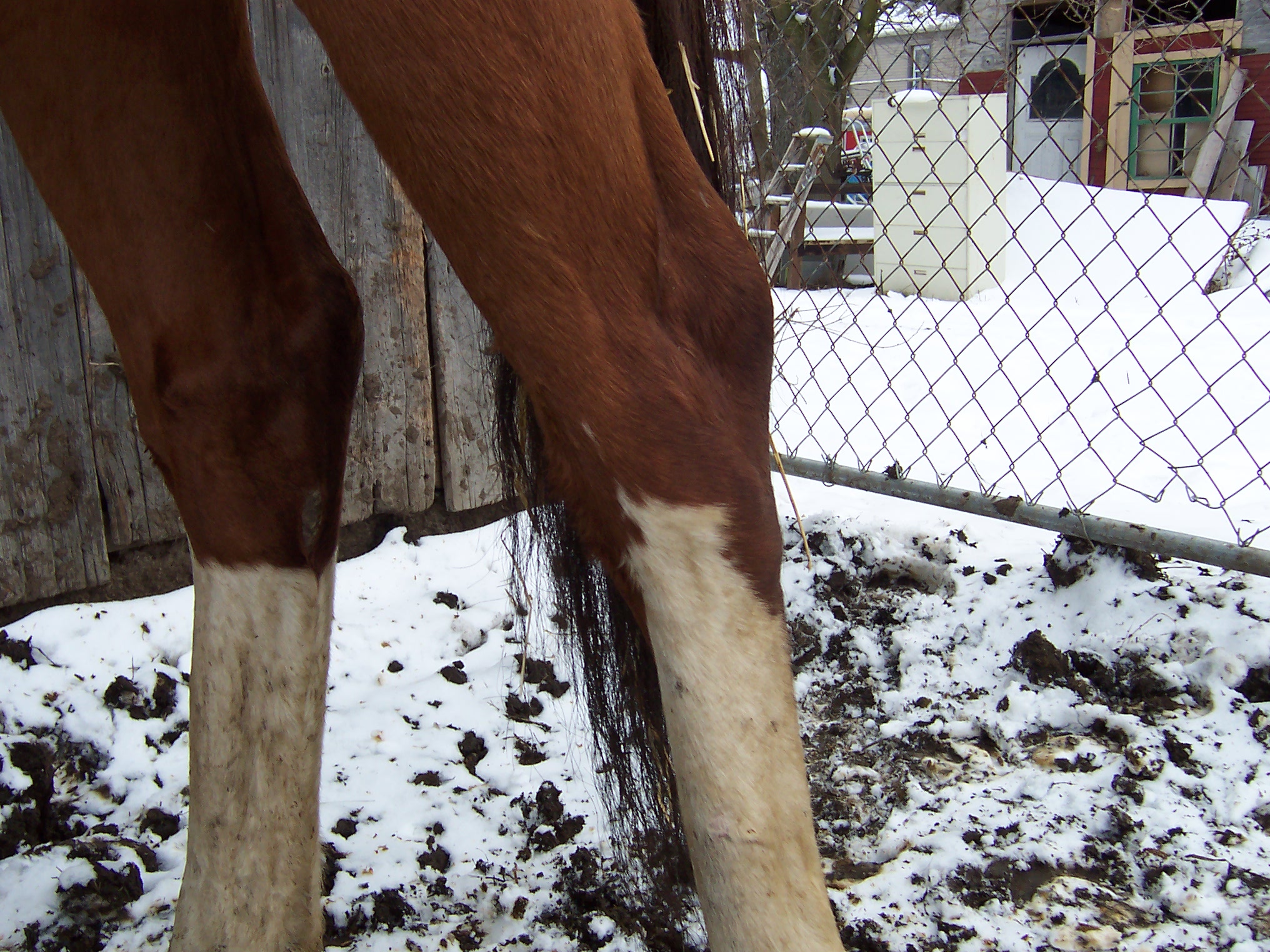 horse046.jpg