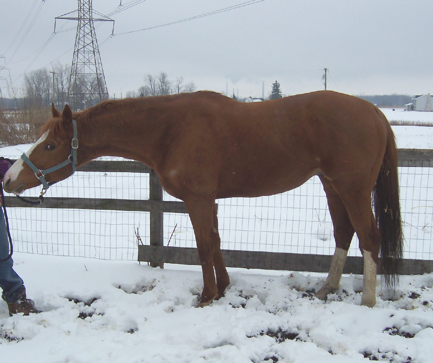 horse054.jpg