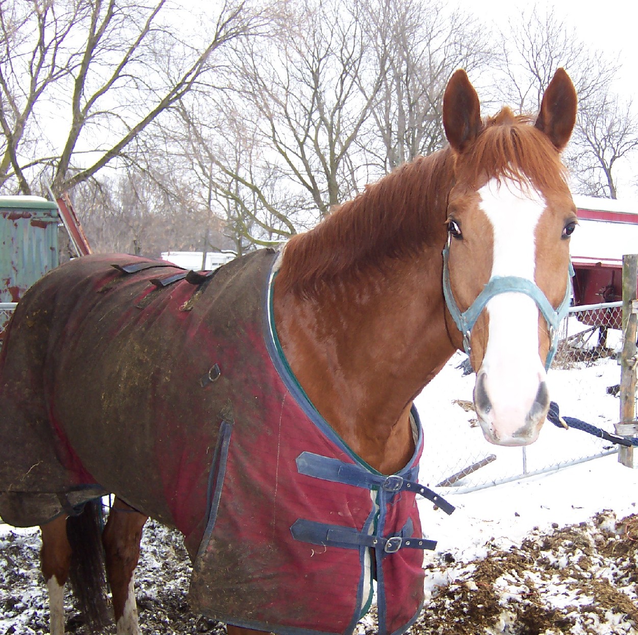 horse058.jpg